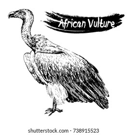 Hand drawn sketch style African vulture. Vector illustration isolated on white background.