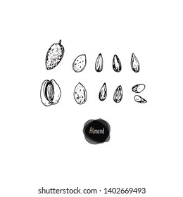 Hand drawn sketch style almond set. Vector illustration. 