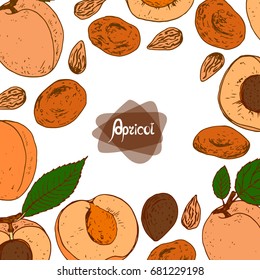 Hand drawn sketch style apricots set. Apricot with leaves, apricot kernel, dried apricot. Color illustration.