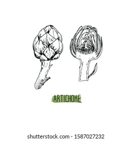Hand drawn sketch style artichoke set.  Whole and cut artichoke. Vector illustration. 