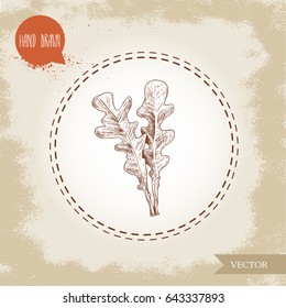 Hand drawn sketch style arugula leaves. Vector illustration isolated on old vintage background. Fresh farm salad.