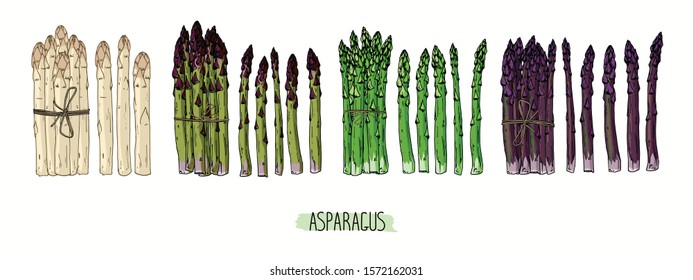 Hand drawn sketch style Asparagus set. Bundles of green, white and purple Asparagus. Color illustration. 