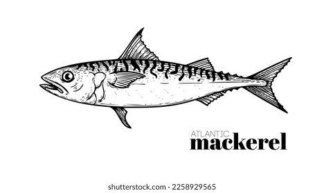 Hand drawn sketch style Atlantic Mackerel. Fish restaurant menu element. Best for seafood market designs. Vector illustration.