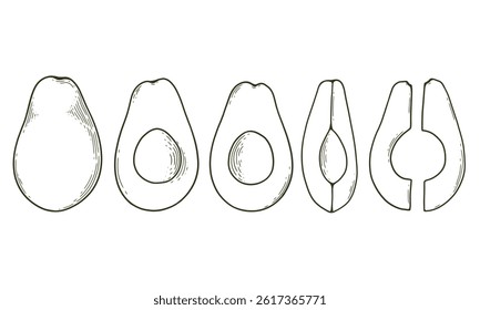 Hand drawn sketch style avocado set on white background. Avocado cut in various ways, slices and wedges. Vector illustration