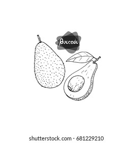 Hand drawn sketch style avocado and half avocado  on white background. Vector illustration. 