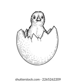 Hand drawn sketch style baby chick in egg. Farm newborn bird. Easter symbol in engraved style. Vector illustration.