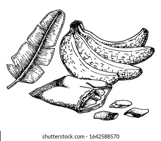 Hand drawn sketch style Banana chips set. Fruits, banana chips, slices. Organic food, vector doodle illustrations collection isolated on white background.