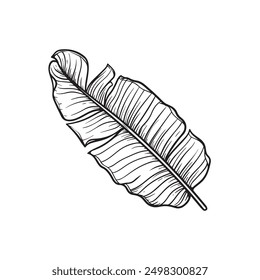 Dibujado a mano estilo boceto hoja de plátano. Guardar Mejor para la fecha de la boda, sobre, San Valentín, para el partido, decoración de vacaciones. Ilustraciones vectoriales aisladas en blanco.