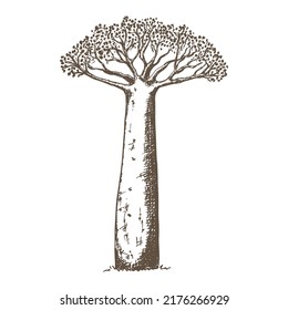Hand drawn sketch style baobab tree