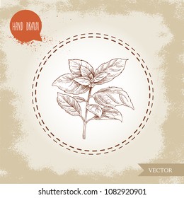 Hand drawn sketch style basil plant. Herbs, spices and condiments. Nature organic food ingredient. Vector illustration isolated on old background.