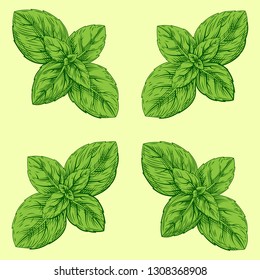 Hand drawn sketch style basil leaves set. Collection of culinary and cooking spicy ingredients. Herbal engraved style illustration isolated on white background. Vector background seamless pattern
