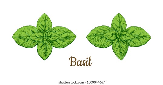 Hand drawn sketch style basil leaves set. Collection of culinary and cooking spicy ingredients. Herbal engraved style illustration isolated on white background. Vector 
