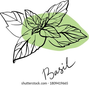 
Hand drawn sketch style basil leaves. Vector illustration for design menus, recipes and packages products.of culinary and cooking spicy ingredients. Herbal engraved style illustration iso