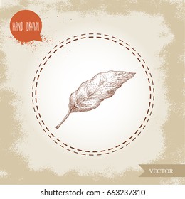 Hand drawn sketch style bay leaf. Spice and condiment vector illustration isolated on old looking background.