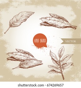 Hand drawn sketch style bay leaves set. Collection of herbs and condiments. Vector illustrations.