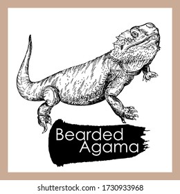 Hand drawn sketch style bearded dragon isolated on white background. Vector illustration.