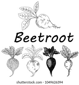 Hand drawn sketch style Beetroot.Vector illustration 