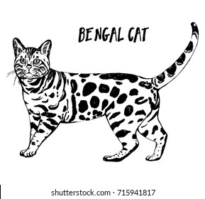 Hand drawn sketch style bengal cat. Vector illustration isolated on white background.