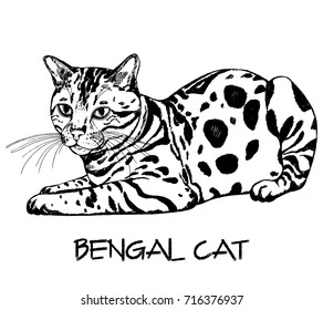 Hand drawn sketch style bengal cat. Vector illustration isolated on white background.