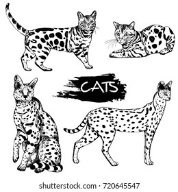 Hand drawn sketch style bengal cats and servals. Vector illustration isolated on white background.