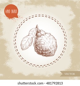 Hand drawn sketch style bergamot fruitwith leaf. Kaffir lime vector illustration. Organic food. Citrus on vintage background.