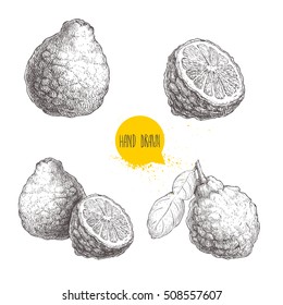 Hand Drawn Sketch Style Bergamot Fruits Set. Kaffir Lime Whole With Leaf  And Half Vector Illustration. Organic Food. Citrus Collection Isolated On White Background.