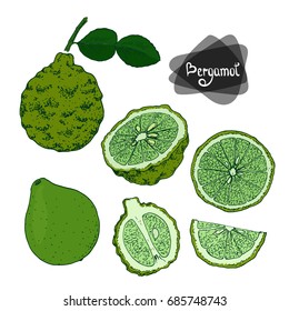 Hand drawn sketch style bergamot set on white background. Color illustration. 