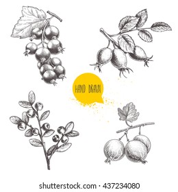Hand drawn sketch style berry branches set. Blueberry, rose hip, black or red currant and gooseberries. Eco food vector illustration isolated on white background.