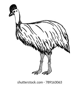 Hand drawn sketch style Bird of cassowary. Vector illustration.