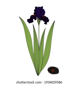 Hand drawn sketch style black iris. Flower and leaves. Color illustration.