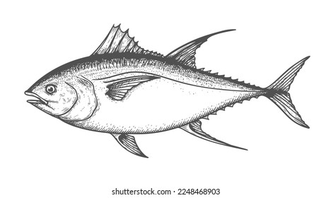 Atún rojo estilo boceto dibujado a mano. Lo mejor para los mercados de pescado, diseños de restaurantes de pescado. Ilustración vectorial aislada en fondo blanco.