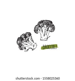 Hand drawn sketch style broccoli. Vector illustration. 