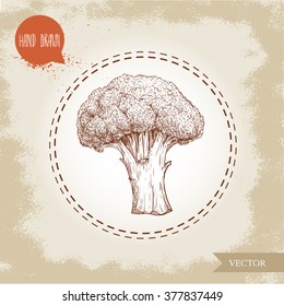 Hand drawn sketch style broccoli. Healthy food vintage vector illustration