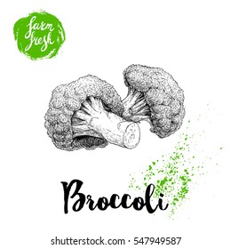 Hand drawn sketch style broccoli composition. Fresh farm vegetables vector illustration.