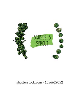 Hand drawn sketch style brussels sprout set. Color illustration. 