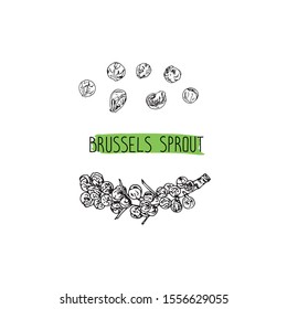 Hand drawn sketch style brussels sprout set. Vector illustration. 