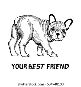 Hand drawn sketch style bulldog. Vector illustration isolated on white background.