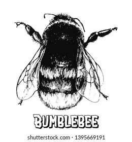 Hand drawn sketch style bumblebee isolated on white background. Vector illustration.