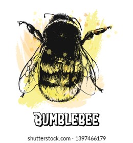Hand drawn sketch style bumblebee isolated on white background. Vector illustration.