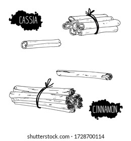 Hand drawn sketch style bunch of cinnamon and bunch of cassia. The difference between cinnamon and Cassia. Vector illustration. 
