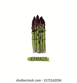 Hand drawn sketch style bundle of green Asparagus set. Detailed vegetarian food. Color illustration. 