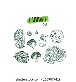 Hand drawn sketch style cabbage set. white cabbage, kohlrabi, Brussels sprouts, broccoli, cauliflower, napa cabbage. Vector illustration. 