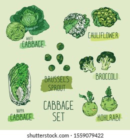 Hand drawn sketch style cabbage set with names. white cabbage, kohlrabi, Brussels sprouts, broccoli, cauliflower, napa cabbage. Vector illustration. 