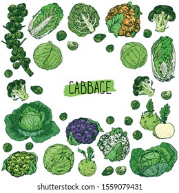 Hand drawn sketch style cabbage set. White, green and purple cabbages, kohlrabi, Brussels sprouts, broccoli, orange, green and purple cauliflowers, napa cabbage. Color background. 