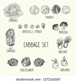 Hand drawn sketch style cabbage set with names. white cabbage, kohlrabi, Brussels sprouts, broccoli, cauliflower, napa cabbage, bok choy, Chinese cabbage. Vector illustration. Cabbages set with the na