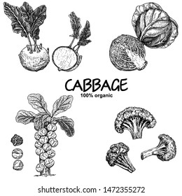Hand drawn sketch style cabbages set. Cabbage, cauliflowers, broccoli, brussels sprouts  and kohlrabi.