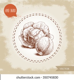 Hand drawn sketch style cabbages. Fresh and raw organic vegetable vector illustration.