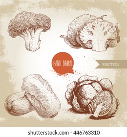 Hand drawn sketch style cabbages set. Cabbage with half, cauliflowers, broccoli and chinese cabbage pe-tsai compositions. Organic fresh farm food isolated on old looking background. 