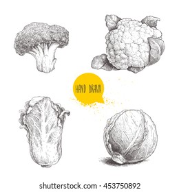 Hand drawn sketch style cabbages set. Cabbage head, cauliflower, broccoli and chinese cabbage pe-tsai. Organic fresh farm food isolated on white background.