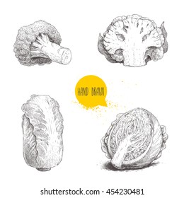 Hand drawn sketch style cabbages set. Half of cabbage head, piece cauliflower, broccoli and chinese cabbage. Organic fresh farm food.